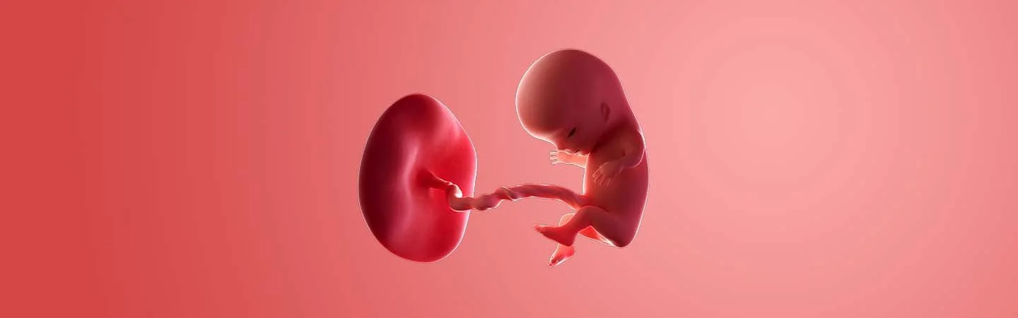 Desenvolvimento do bebé às 10 semanas de gravidez