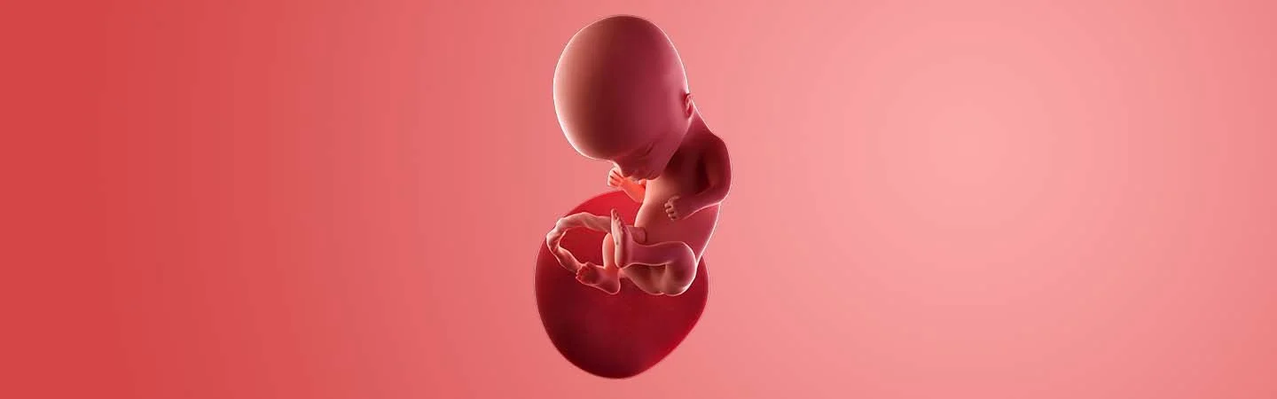 Desenvolvimento do bebé às 14 semanas de gravidez