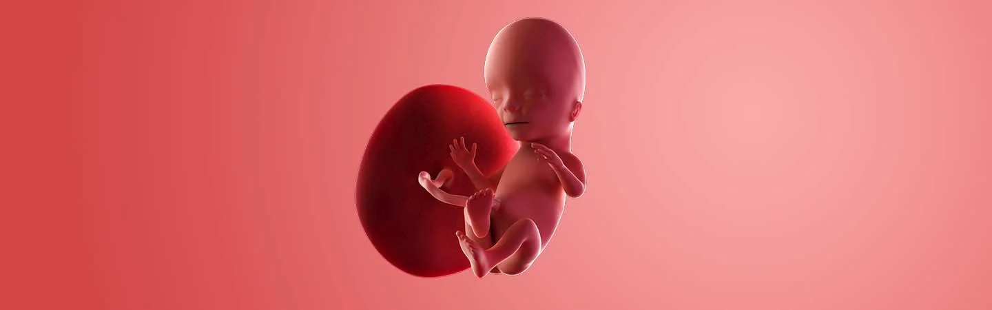 Desenvolvimento do bebé às 15 semanas de gravidez