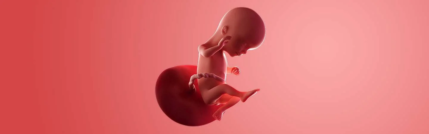 Desenvolvimento do bebé às 16 semanas de gravidez