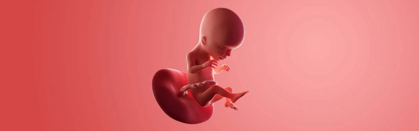 Desenvolvimento do bebé às 17 semanas de gravidez