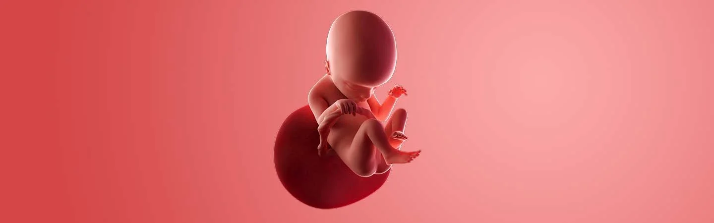 Desenvolvimento do bebé às 18 semanas de gravidez