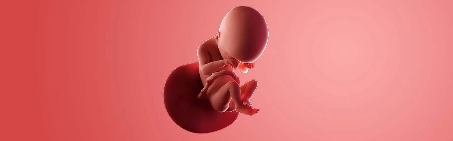 Desenvolvimento do bebé às 19 semanas de gravidez