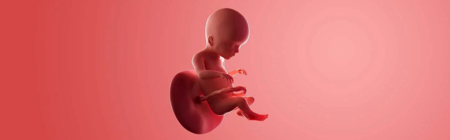 Desenvolvimento do bebé às 20 semanas de gravidez