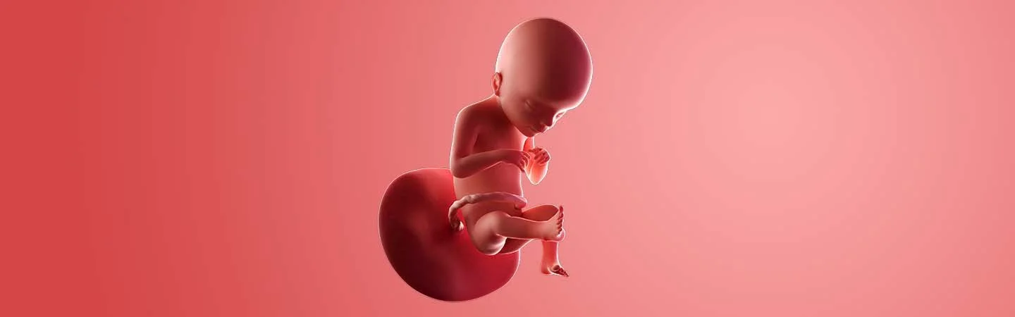 Desenvolvimento do bebé às 21 semanas de gravidez