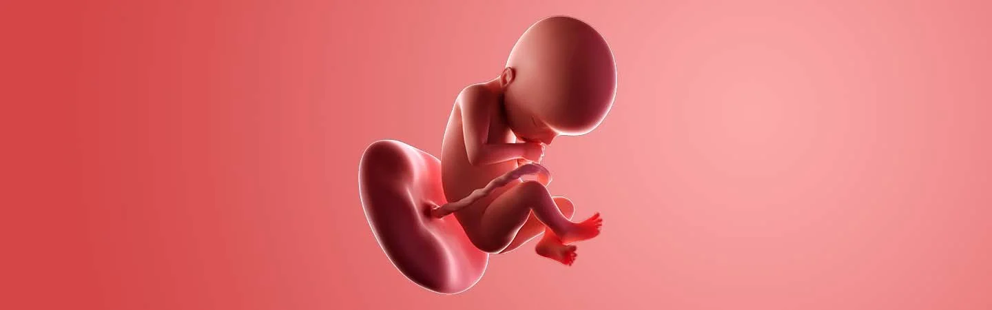 Desenvolvimento do bebé às 22 semanas de gravidez
