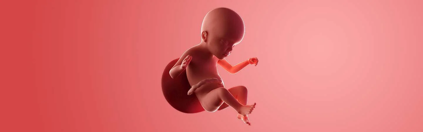 Desenvolvimento do bebé às 23 semanas de gravidez