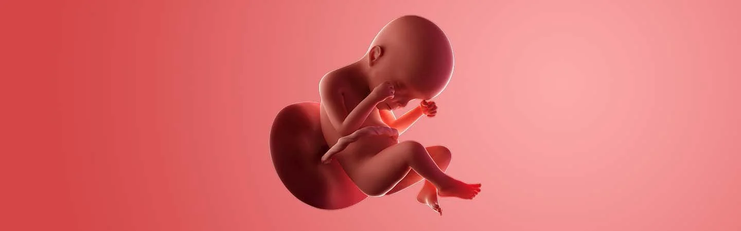 Desenvolvimento do bebé às 24 semanas de gravidez