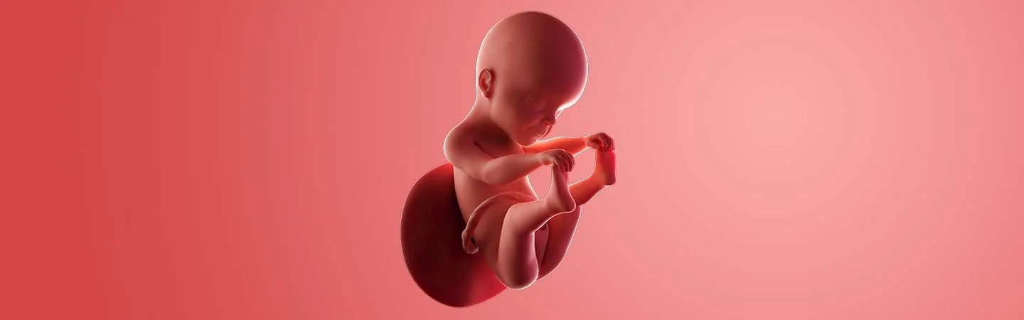 Desenvolvimento do bebé às 25 semanas de gravidez