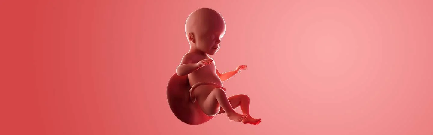 Desenvolvimento do bebé às 26 semanas de gravidez
