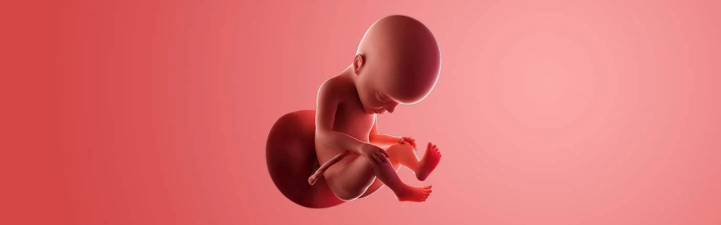 Desenvolvimento do bebé às 27 semanas de gravidez
