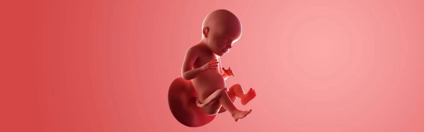 Desenvolvimento do bebé às 28 semanas de gravidez