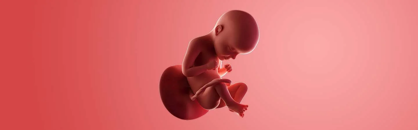 Desenvolvimento do bebé às 29 semanas de gravidez