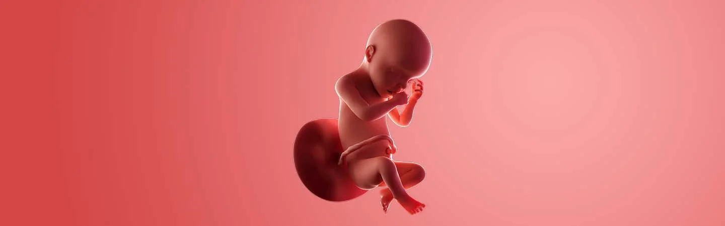 Desenvolvimento do bebé às 30 semanas de gravidez