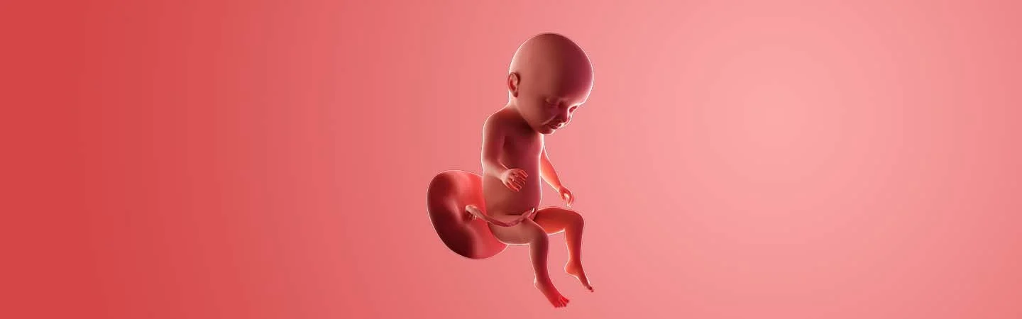 Desenvolvimento do bebé às 31 semanas de gravidez