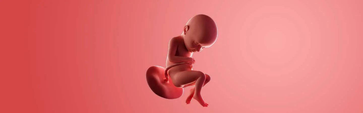 Desenvolvimento do bebé às 32 semanas de gravidez