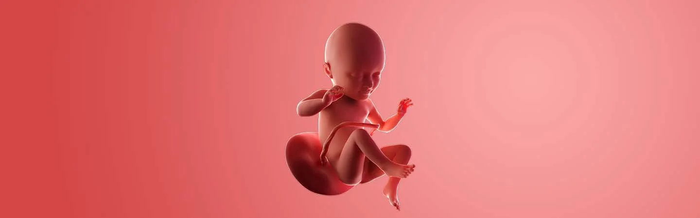 Desenvolvimento do bebé às 34 semanas de gravidez