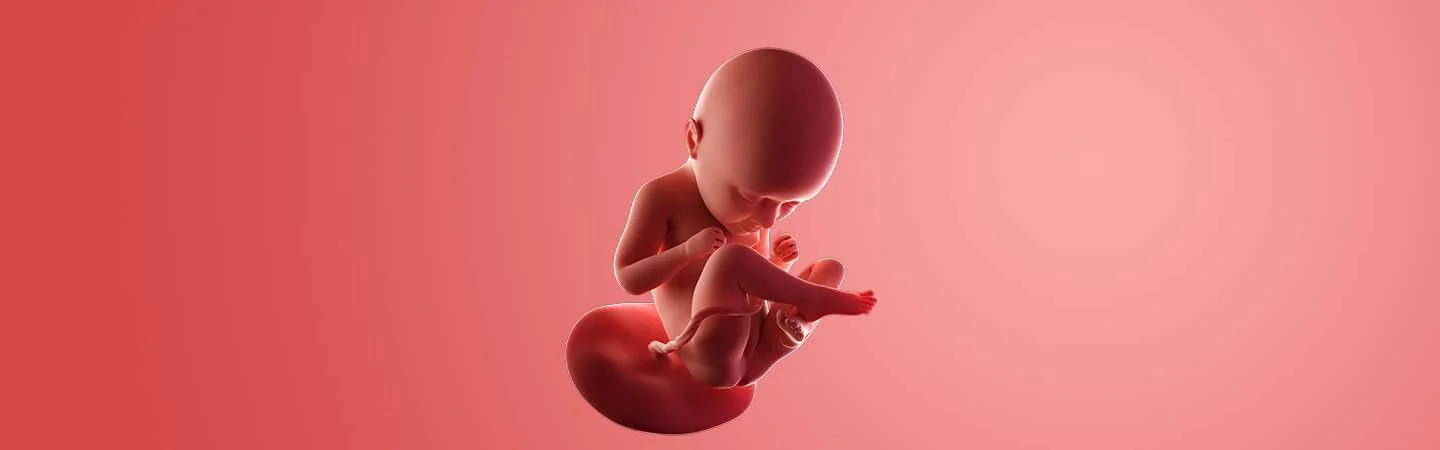 Desenvolvimento do bebé às 35 semanas de gravidez