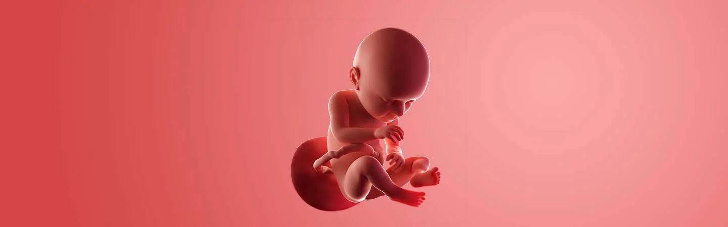 Desenvolvimento do bebé às 37 semanas de gravidez