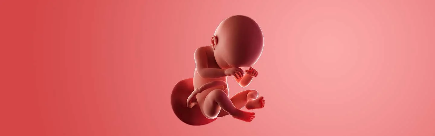 Desenvolvimento do bebé às 38 semanas de gravidez