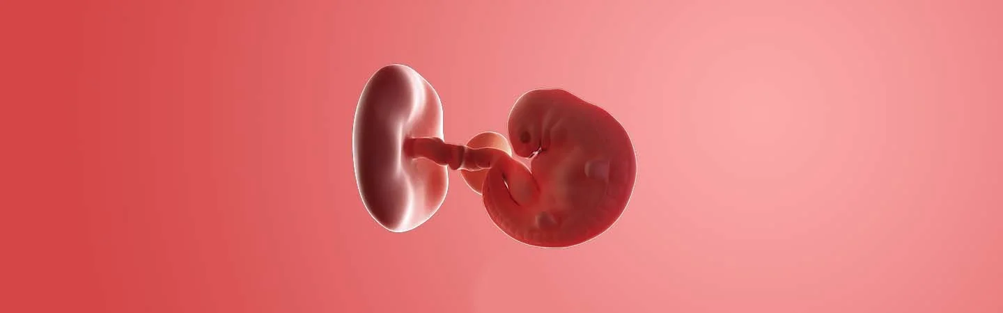Desenvolvimento do bebé às 6 semanas de gravidez
