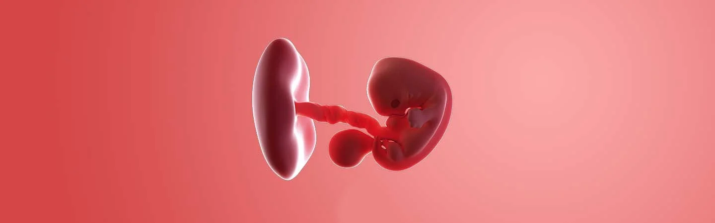 Desenvolvimento do bebé às 7 semanas de gravidez