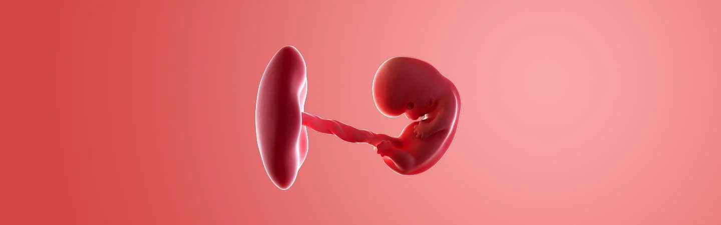 Desenvolvimento do bebé às 8 semanas de gravidez
