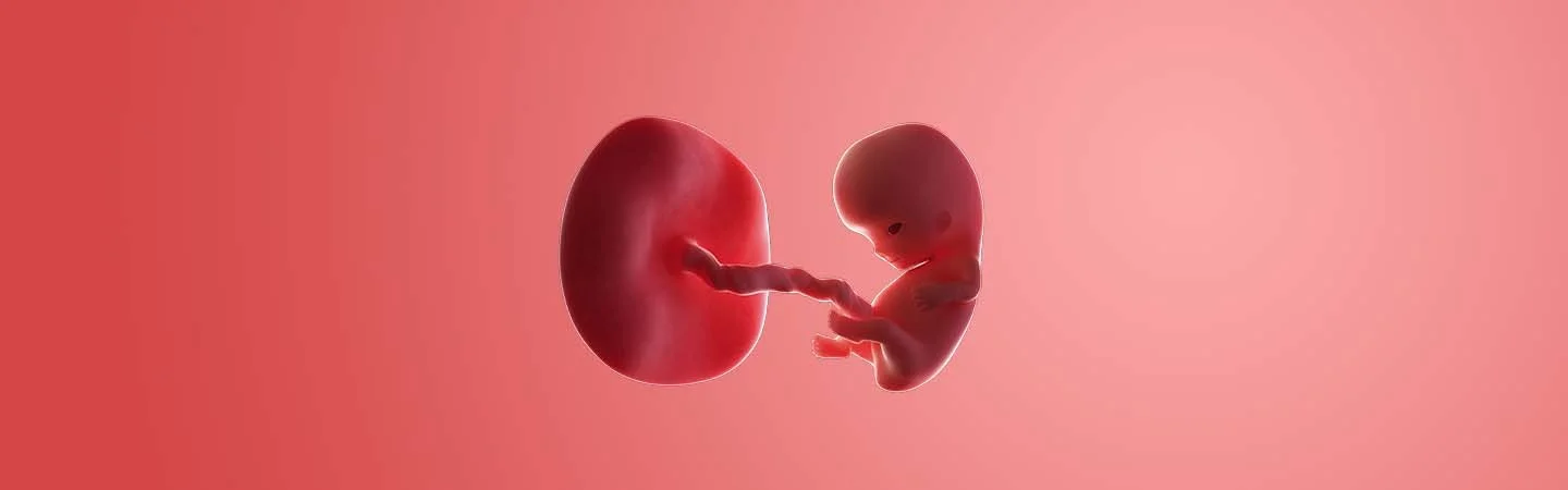 Desenvolvimento do bebé às 9 semanas de gravidez